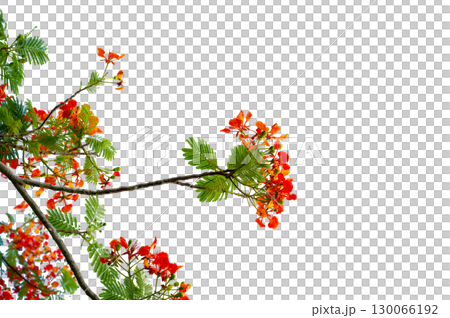 PNG of Royal Poinciana Flower Branch Red Blossoms and Green Leaves on Transparent Background. Royal Poinciana Branch with Red Blossoms and Green Leaves 130066192