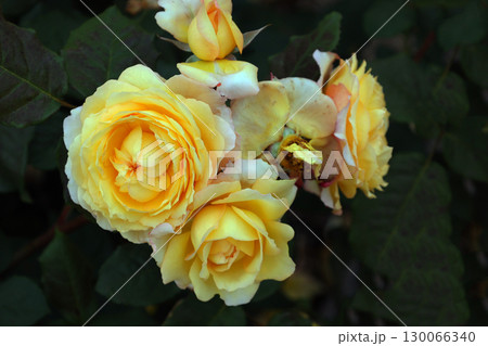 蜂ヶ峰の薔薇 蜂ヶ峰の薔薇 130066340