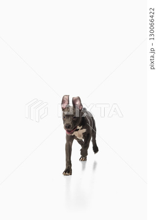Energetic pitbull puppy running forward on white background with excited emotion Energetic pitbull puppy running forward on white background with excited emotion 130066422
