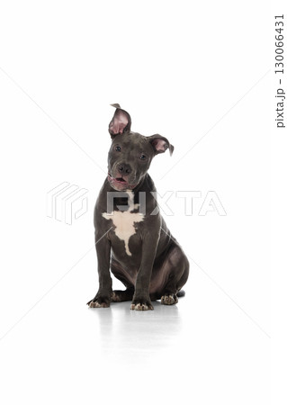 Cute pitbull puppy sitting with tilted head showing curious and tender mood Cute pitbull puppy sitting with tilted head showing curious and tender mood 130066431