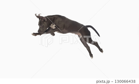 Puppy leaping in mid air isolated on white background with dynamic motion 130066438