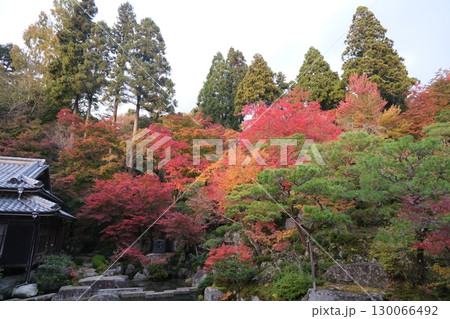滋賀県東近江市_百済寺紅葉2_2024年11月 滋賀県東近江市_百済寺紅葉2_2024年11月 130066492