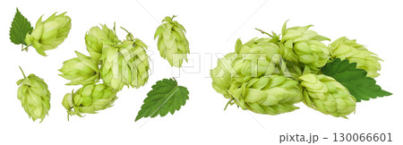 Hop cones isolated on white background. Beer brewing ingredients. Top view. Flat lay 130066601