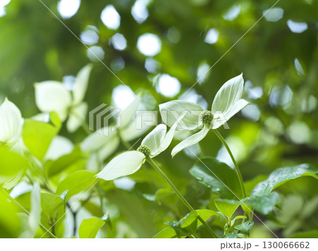 ヤマボウシの花 シンボルツリー ヤマボウシの花 シンボルツリー 130066662
