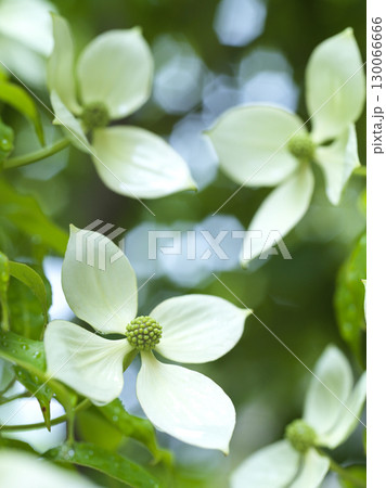 ヤマボウシの花　シンボルツリー 130066666