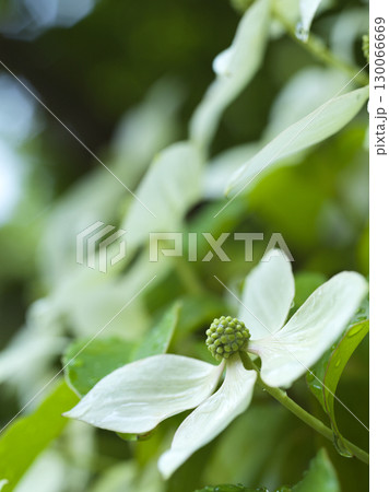 ヤマボウシの花 シンボルツリー ヤマボウシの花 シンボルツリー 130066669