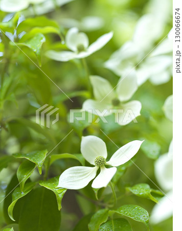 ヤマボウシの花　シンボルツリー 130066674