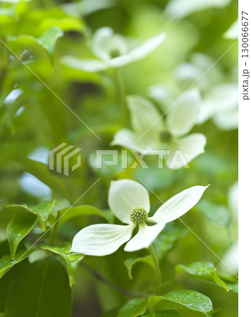 ヤマボウシの花　シンボルツリー 130066677