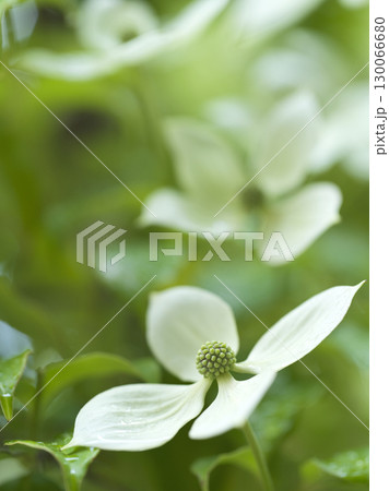 ヤマボウシの花 シンボルツリー ヤマボウシの花 シンボルツリー 130066680