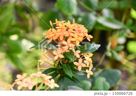 イクソラ(サンタンカ)「コッキネア」 Ixora coccinea イクソラ(サンタンカ)「コッキネア」 Ixora coccinea 130066726