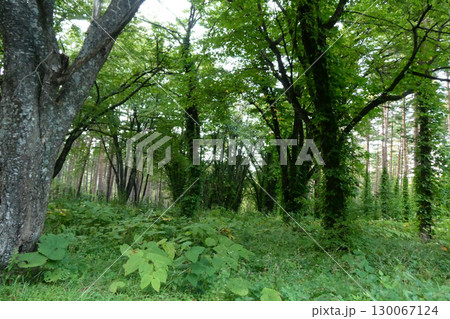 岩手県八幡平県民の森の散策路の樹木と山野草　風立ちぬ高原の避暑地 130067124