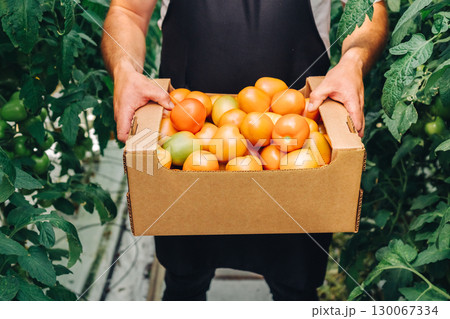 Individual holding a cardboard box filled with freshly harvested tomatoes, surrounded by lush green plants in a greenhouse, showcasing the vibrant colors and agricultural abundance of produce Individual holding a cardboard box filled with freshly harvested tomatoes, surrounded by lush green plants in a greenhouse, showcasing the vibrant colors and agricultural abundance of produce 130067334