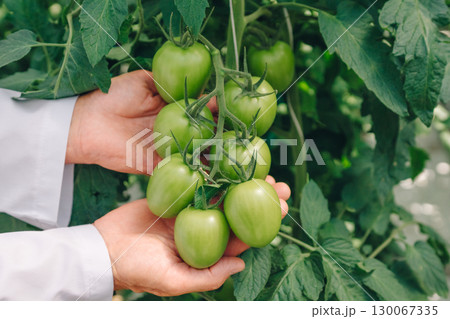 Hands of a gardener gently holding a cluster of unripe green tomatoes on a vine, surrounded by lush green leaves in a vibrant greenhouse, showcasing the beauty of organic gardening and cultivation 130067335