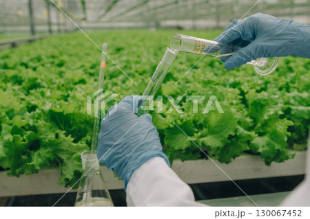 Scientist in laboratory coat using glassware to analyze plant samples in greenhouse filled with vibrant green lettuce, showcasing agricultural research and innovation in sustainable farming practices 130067452