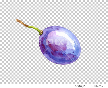 一顆葡萄水彩插圖 一顆葡萄水彩插圖 130067570