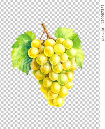 白葡萄水彩插圖 130067571