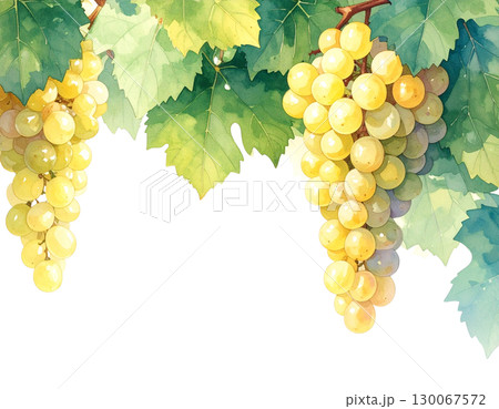 白葡萄の水彩フレーム	 白葡萄の水彩フレーム	 130067572