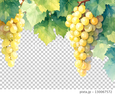 白葡萄水彩畫框 130067572