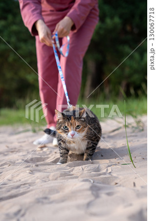 Frowning angry cat on leash walking on sand while looking at camera. Stressed feline resists stroll Frowning angry cat on leash walking on sand while looking at camera. Stressed feline resists stroll 130067718