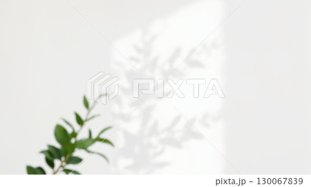 Minimalistic light background with defocused foliage shadow on white wall 130067839