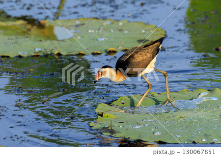 オーストラリア　ノーザンテリトリーのイエローウォーターのハスの葉の上にいるかわいらしいトサカレンカク 130067851