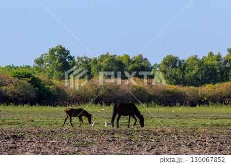 オーストラリア　ノーザンテリトリーのイエローウォーターのほとりにいる野生の馬と野鳥 130067852