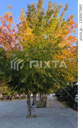 Autumn Trees Along a City Walkway Vibrant Foliage and Urban Ambiance in the Golden Light Autumn Trees Along a City Walkway Vibrant Foliage and Urban Ambiance in the Golden Light 130067860