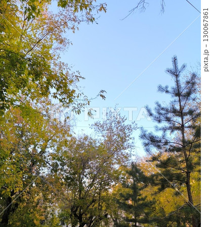 Autumnal Canopy Serene Sky Framed by Trees in Fall Foliage. Nature s beauty and colorful leaves 130067861