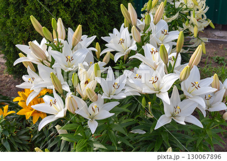 Flower bed with a lot of Asiatic lilies of snow-white color 130067896