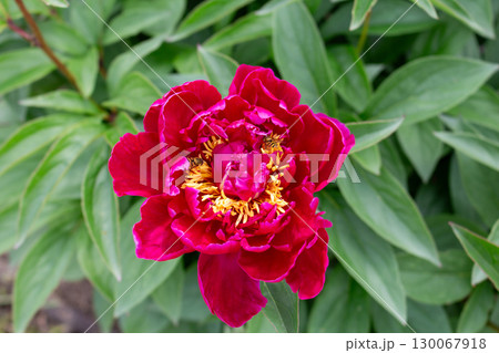red peony flower with yellow pistils and stamens, pollinated by bees red peony flower with yellow pistils and stamens, pollinated by bees 130067918