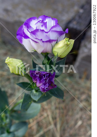 eustoma flowers in the garden, white petals with purple border 130067922