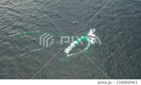 Humpback Whales, Megaptera novaeangliae, Bubble-Net feeding in Donegal Bay, Ireland 130068461