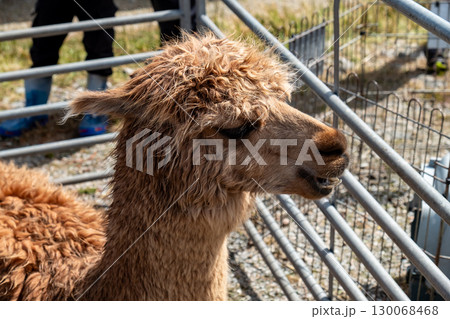 Lama at the Meenacross Agricultural Show in County Donegal, Ireland 130068468