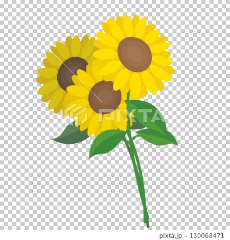 シンプルかわいいひまわりの花束イラスト 130068471