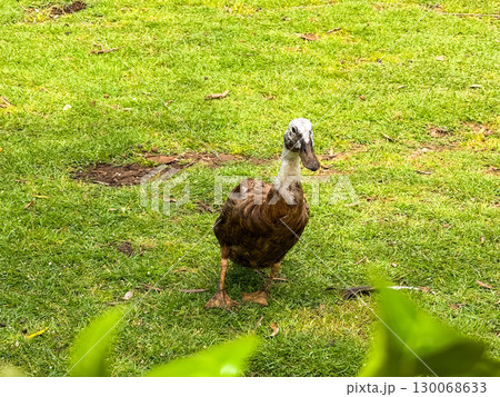 Duck standing alone on green grass field. Wildlife, observation, and outdoor environment in natural countryside habitat. 130068633
