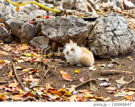 Rabbit lying on ground among stones and leaves. Wildlife, nature, and environment captured in natural outdoor habitat. Rabbit lying on ground among stones and leaves. Wildlife, nature, and environment captured in natural outdoor habitat. 130068647