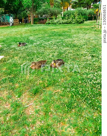Ducks resting on grass in natural outdoor environment. Wildlife, nature, and fauna captured in seasonal park landscape. 130068651
