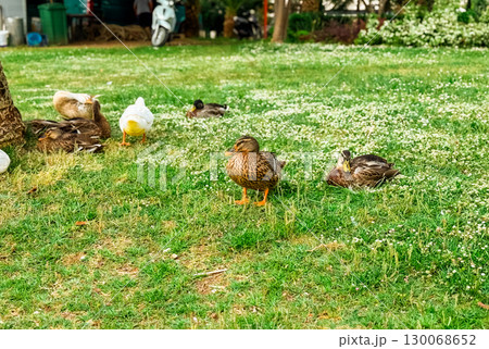 Ducks resting on grass in natural outdoor environment. Wildlife, nature, and fauna captured in seasonal park landscape. 130068652
