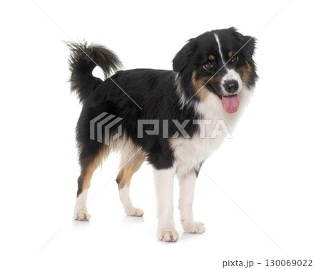 tricolor australian shepherd tricolor australian shepherd 130069022