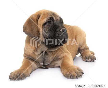 puppy bull mastiff puppy bull mastiff 130069023