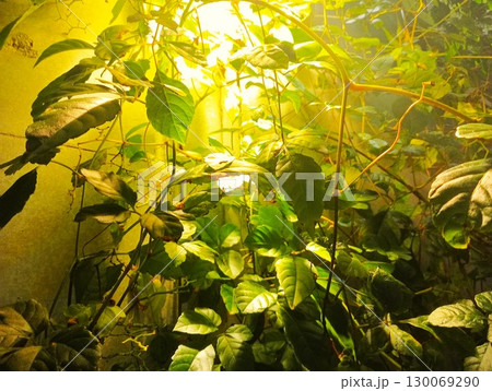 ライトアップされた観葉植物 2 ライトアップされた観葉植物 2 130069290