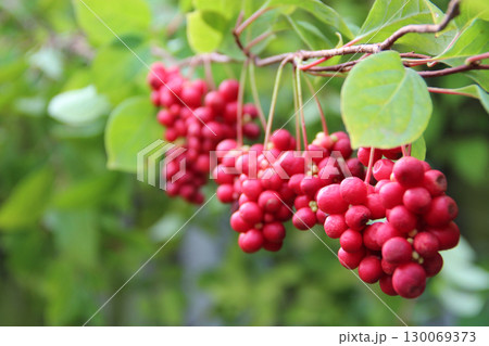 Red fruits of schisandra growing on branch in row. Schizandra on liana in garden 130069373