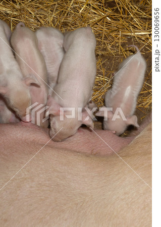 Newborn Piglets Nursing in a Cozy Barn Setting During the Morning Hours 130069656