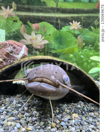 水槽の中にいるナマズ 130069678