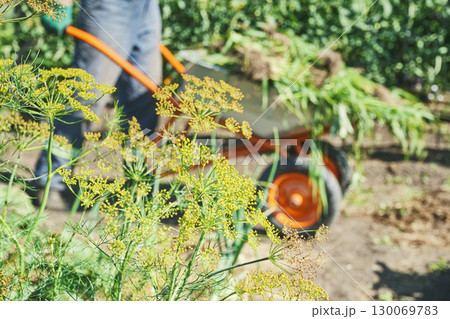 Vibrant garden scene with dill umbrellas in foreground and farmer with wheelbarrow in background 130069783