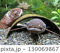 水槽の中にいるナマズ 130069867