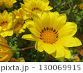 黄色い花 130069915