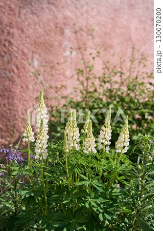 White lupine flowers blooming in sunlit garden with pink textured wall White lupine flowers blooming in sunlit garden with pink textured wall 130070200