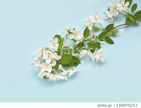 White apple blossoms on light blue background with green leaves and delicate 130070251