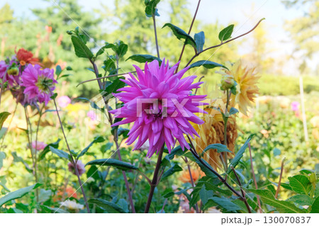Floral decoration. Dahlia bush with fleshy leaves and purple flowers. Cottage garden in autumn. Sunny day. 130070837